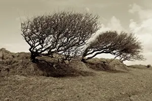 Supple: Tree