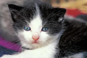 Schwarz: Black-white kitten Schwarz-wei&, xdf;es K&, xe4;tzchen