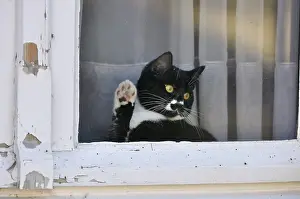 Waving: Black and white kitten waving his paw at the window