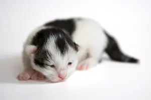 Childs: Black and white kitten on white background France