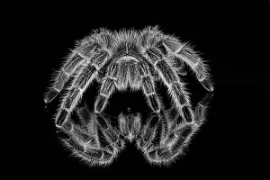 Scary: Black and white of Mexican redknee tarantula reflected
