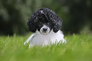 Fairy: Black and white Miniature, Dwarf, Nain poodle (Canis