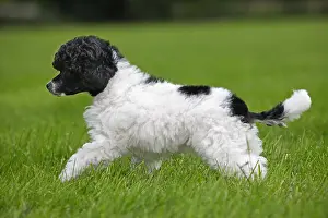 Fairy: Black and white Miniature, Dwarf, Nain poodle (Canis