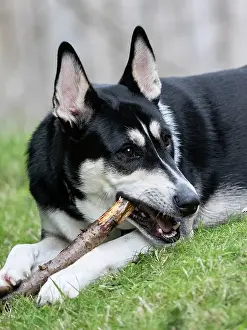 Stick: Black and white mixed breed dog portrait, chewing on a