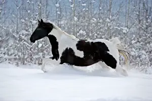 Cantering: Black and white Paint Horse running in meadow in fresh snow
