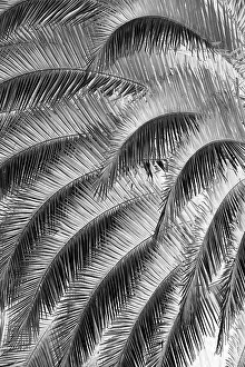 Frond: Black and White Pattern in branches of palm tree