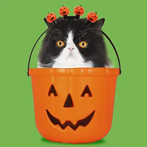 161118: Black & White Persian Cat, sitting in Halloween