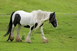 Trotting: Black and white piebald horse trotting