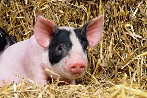Pigs: Black & White Piglet - in straw