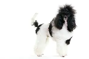 Hairstyle: Black and White Poodle