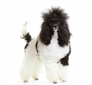 Hairstyle: Black and White Poodle