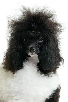 Hairstyle: Black and White Poodle