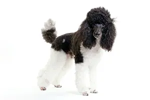 Hairstyle: Black and White Poodle
