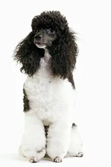Hairstyle: Black and White Poodle