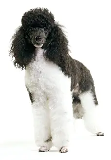 Hairstyle: Black and White Poodle