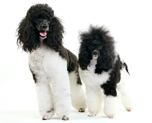 Hairstyle: Black and White Poodle