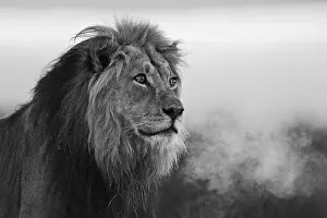 Dominant: A black and white portrait of a dominant male k