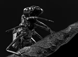 Monochrome: Black and white portrait of the empty skin of a dragonfly la