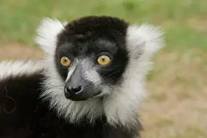Varecia: Black & White Ruffed Lemur