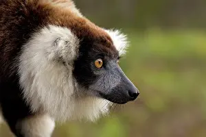Ruffed: Black and White Ruffed Lemur