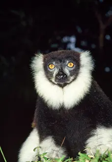 Varecia: Black and white Ruffed LEMUR - close-up
