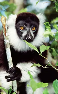Ruffed: Black and white ruffed LEMUR - close-up, endemic