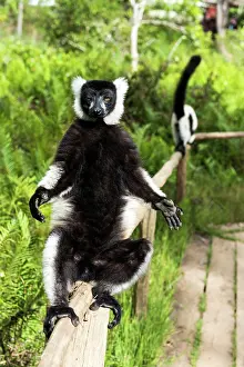 Ruffed: Black and White Ruffed Lemur sunbathing