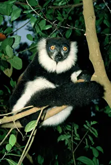 Beards: Black and white Ruffed LEMUR - in tree