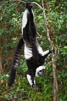 Ruffed: Black and white ruffed lemur (Varecia variegata)