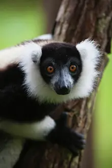 Keren: Black and white ruffed lemur (Varecia variegata)