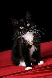 Pryor: Black & white short-haired kitten, 2 1/2