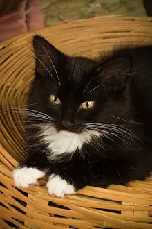 Pryor: Black & white short-haired kitten on hamper