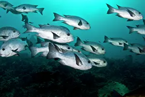 Snapper: Black and White Snapper