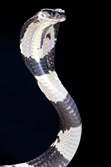 Indochinese: Black and white spitting cobra (Naja siamensis)