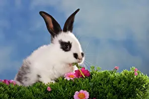 Pictures: Black-white spotted rabbit in flower meadow