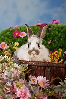 Pictures: Black-white spotted rabbit, surrounded by flowers