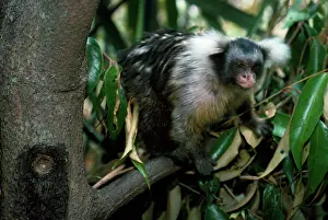 Damage: Black and White Tassel-ear Marmoset / Santarem