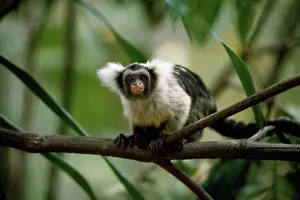 Eared: Black and White Tassel-ear Marmoset / Santarem