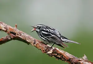 Mniotilta: Black & White Warbler