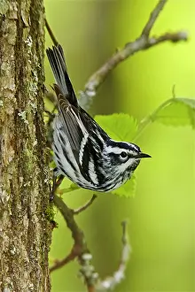 Mniotilta: Black and White Warbler