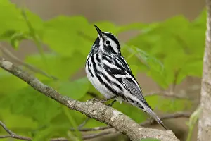 Mniotilta: Black and White Warbler