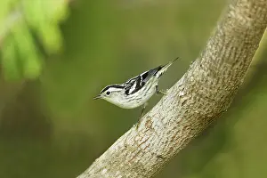 Varia: Black and White Warbler