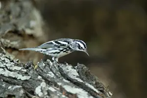 Varia: Black and White Warbler