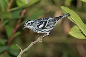 Parulidae: Black and White Warbler