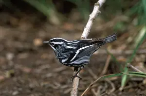 Parulidae: Black and White Warbler