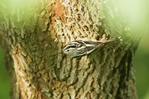 Varia: Black and White Warbler - hunting for insects