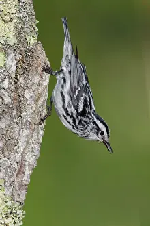 240517: Black and White Warbler Mniotilta varia singing from de