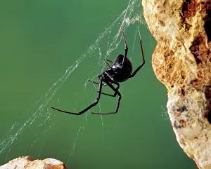 Cobwebs: Black Widow Spider