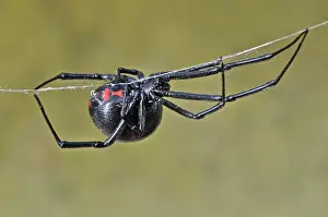 Deadly: Black Widow Spider