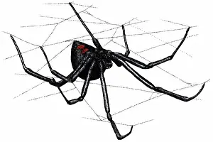 Mactans: Black Widow Spider